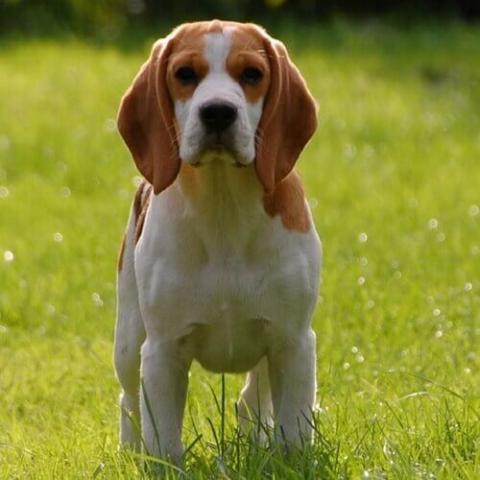 Giant shop beagle breed