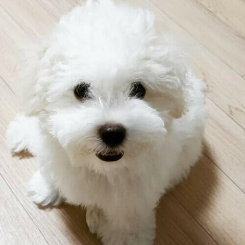 What human food 2024 can bichon frise eat