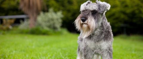 Miniature schnauzer dog breed page facts