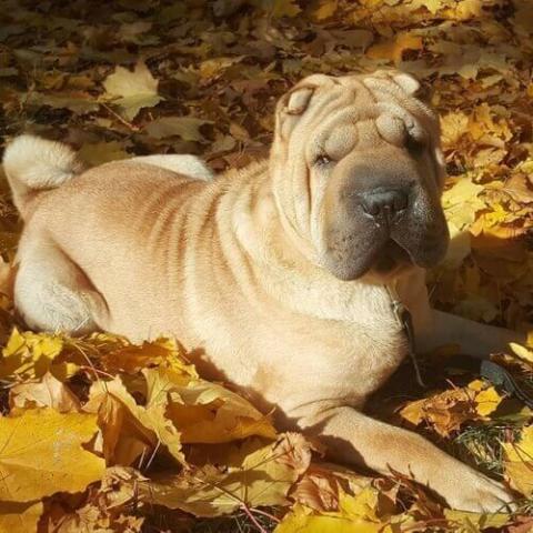 Best dog food for shar pei with allergies best sale