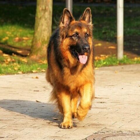 Cat walking in front of store german shepherds