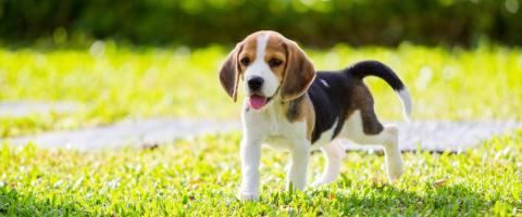 Beagle in field, breed information.