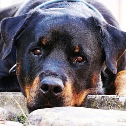 How long are hot sale rottweilers in heat