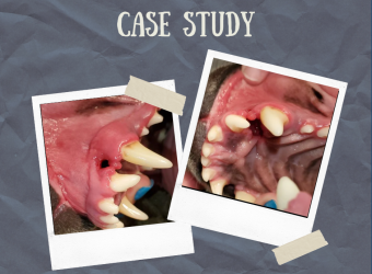 Dr. Hart&#039;s Case: Mouth Mystery