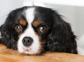 4 of the Most Annoying Dog Behaviors and How to Fix Them