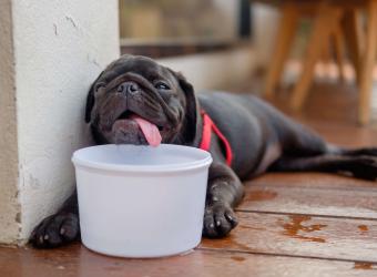 Hot Tips On How to Prevent Heatstroke in Dogs