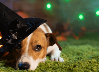 How to Have a Ghoulishly Great Halloween While Keeping Your Pets Safe