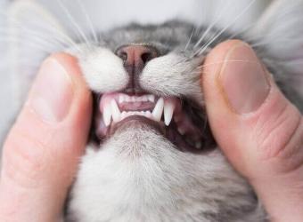 Pet Dental Health Month: How to Tell If Your Cat&#039;s Mouth Is Painful - And What to Do About It