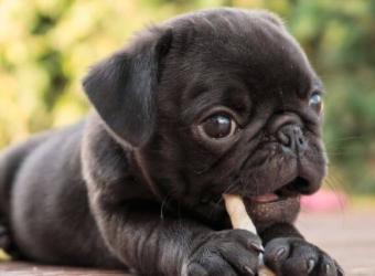 How to Feed Your New Puppy For Optimal Nutrition and Wellness