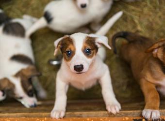 How to Enrich and Socialize Your Pup to Ensure Good Behavior and Avoid Catastrophes