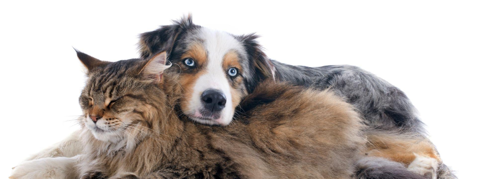 Technicians at Orchard Road Animal Hospital