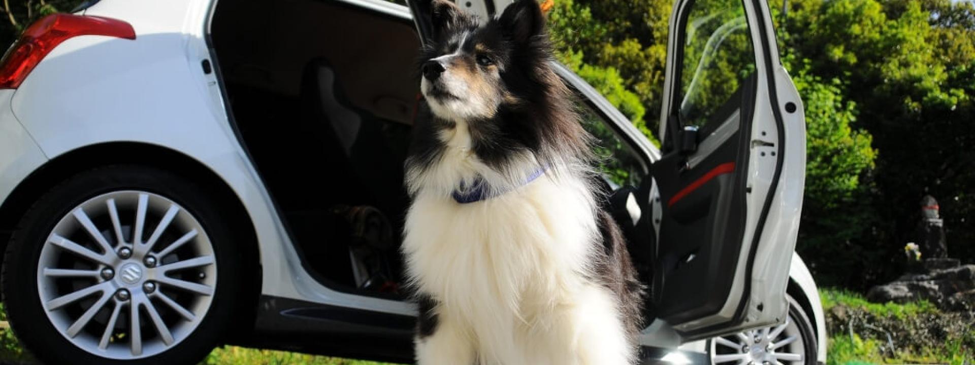 Dog sitting outside of a car