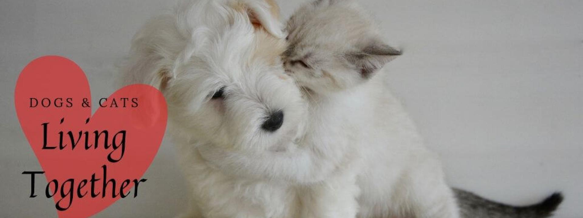 Dog and cat cuddling