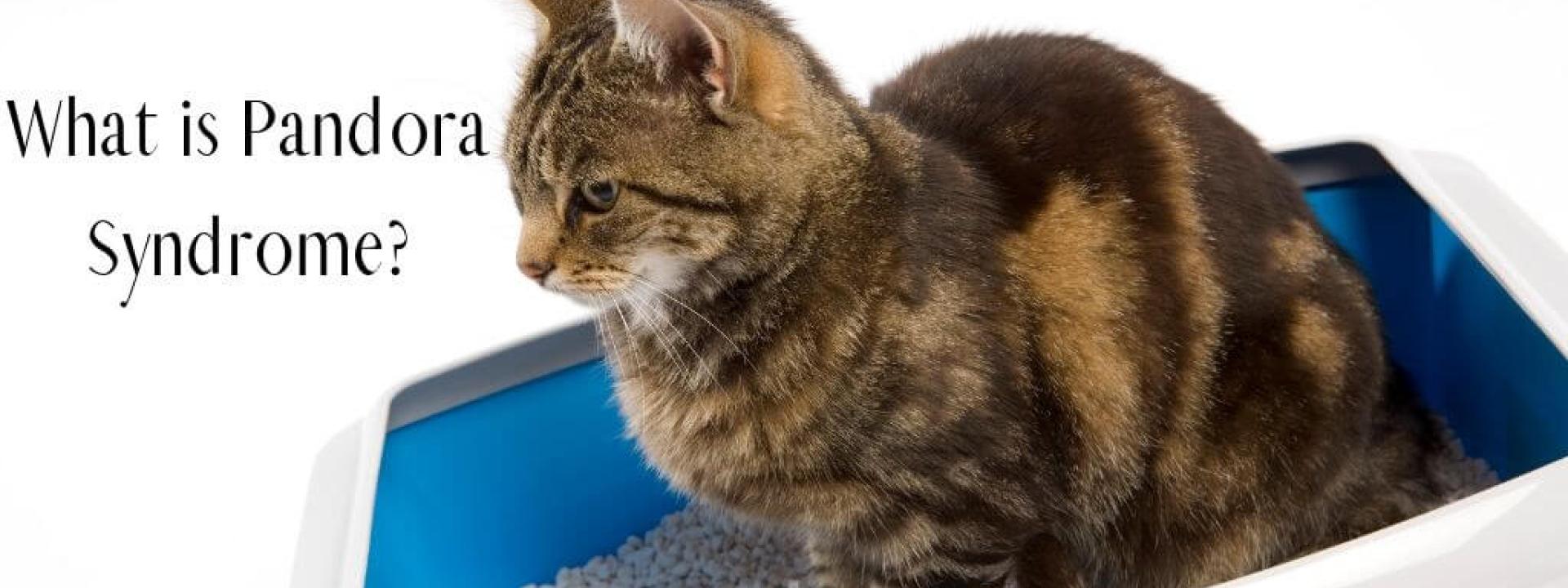 Cat sitting in litter box