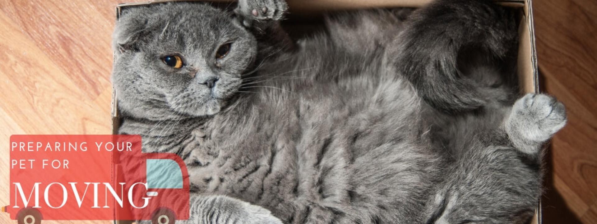 Photo of a cat laying in a box