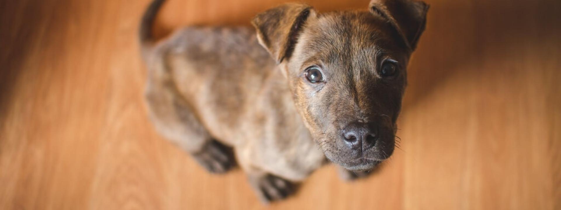 Puppy looking upward