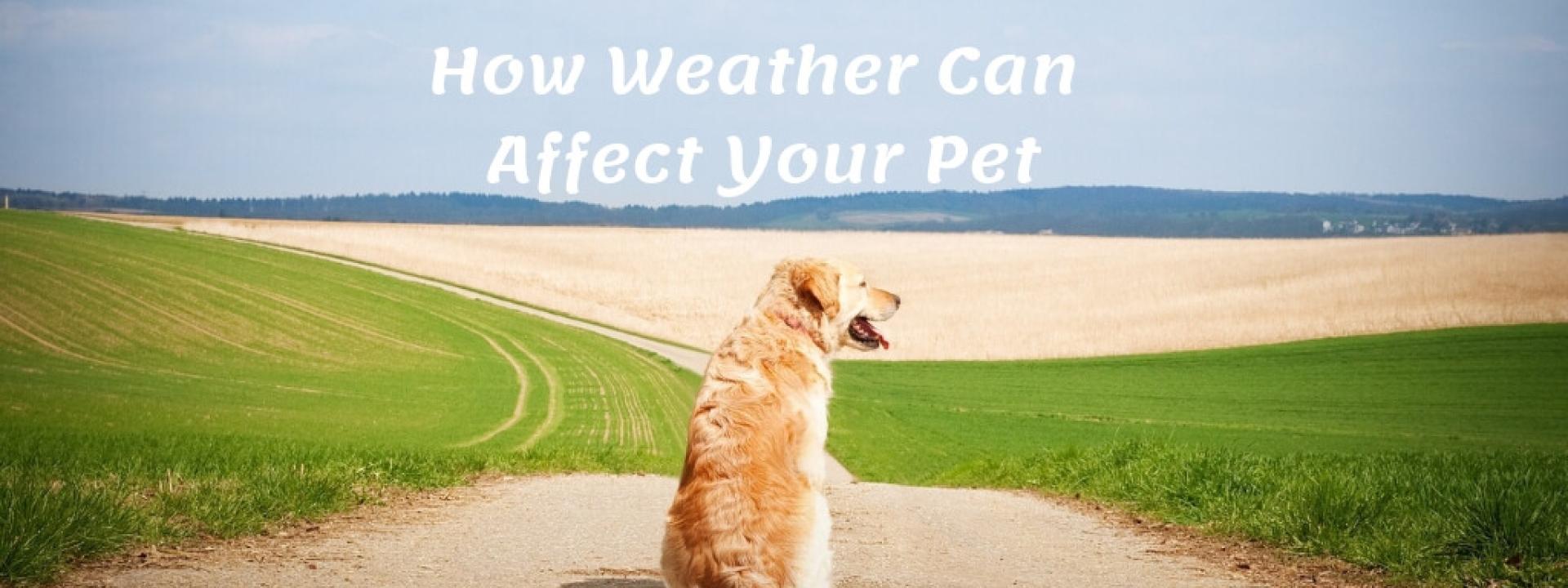 Photo of a dog sitting in a spring or summer field