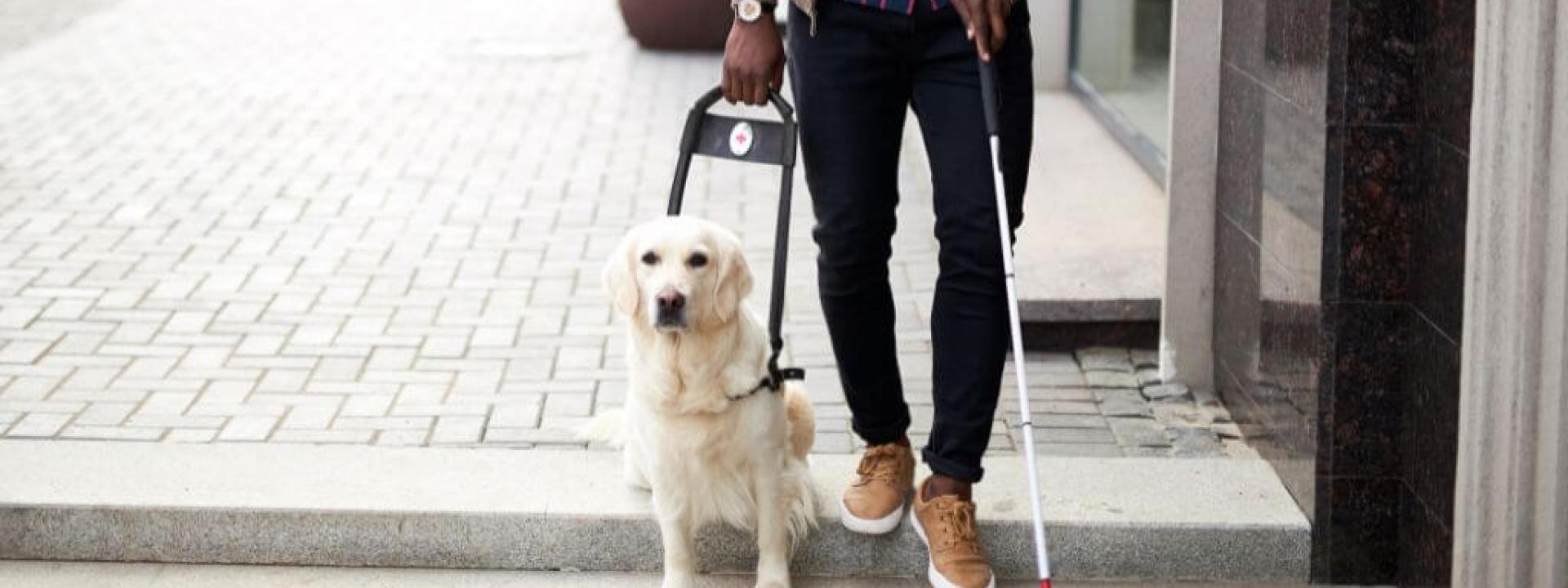 what does it take to become a service dog